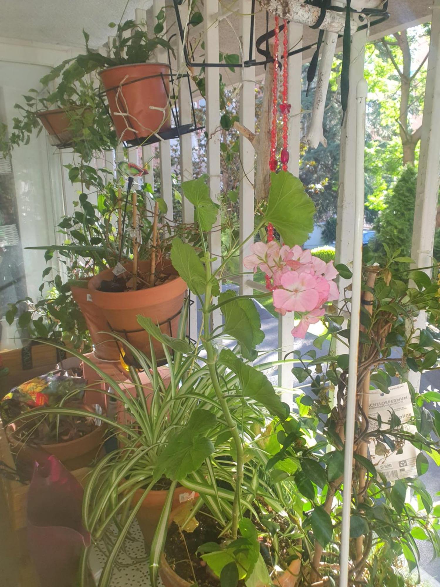 Libros Y Plantas A 5 Minutos Del Centro En Bus Apartment Madrid Ngoại thất bức ảnh